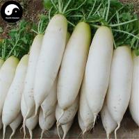 WHITE RADISH